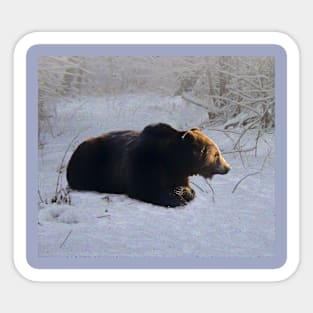 Brown bear in the snow Sticker